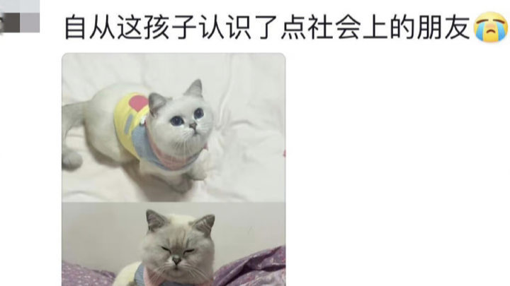 Rupa wajah si kucing juga bisa berubah ya hahaha hahaha