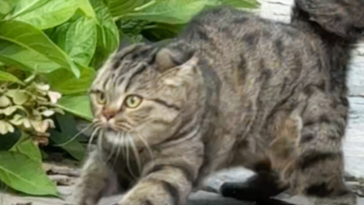 Kucing: Dasar kalian, aku ini cewek manis bukan burung elang gunung...