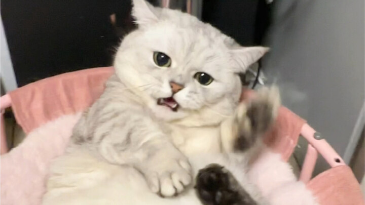 Apakah kucing yang dipelihara sejak kecil lebih jinak dan dekat dengan manusia?
