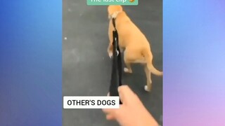Gánh xiếc của những chú thú cưng #meme