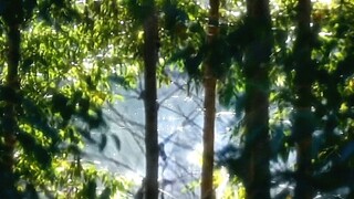 “夏”