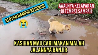 Masya Allah Demi Dapat Makanan Kucing Ini Sampai Loncat-Loncat Menerjang Jalanan Yang Banjir..!