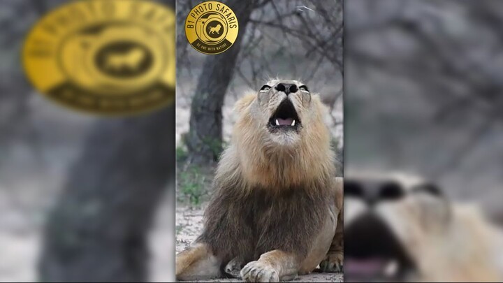 Big wild male Lion roaring in Kruger National Park, South Africa