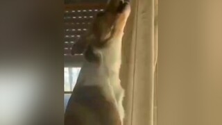 Đang ngẩu hứng cover nhạc Trù mà bị con sen nó làm mất cả hứng 😂😂 dog vuinhon tiktok trend xuhuong thucung thucungsieulay