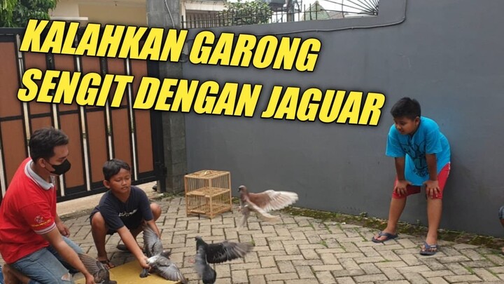 LATIHAN BARENG GARONG DAN JAGUAR | Dara Manisku