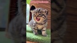 Loudest Purring Cat in the world #short #cat best funny animal videos cats and dogs cute cats