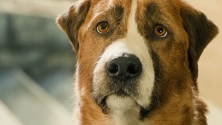 Bộ phim chưa từng làm khán giả thất vọng: Hành trình lội ngược dòng của một chú chó cưng