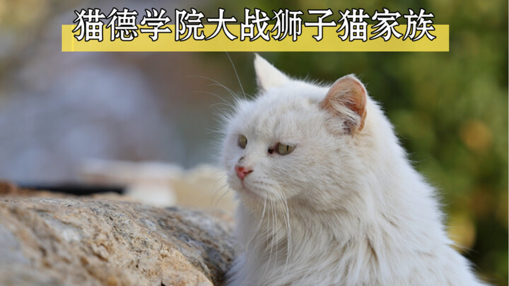 Cat De Academy vs. Lion Cat Family - Legs for Three Cats