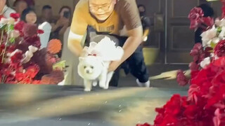Anak anjing yang menemaniku saat wisuda juga menemaniku saat menikah