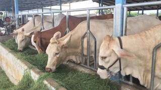 กินหญ้ายามเย็นChalolais#พรมทองฟาร์ม |cow|brahman|CHATGEN CHANNEL |