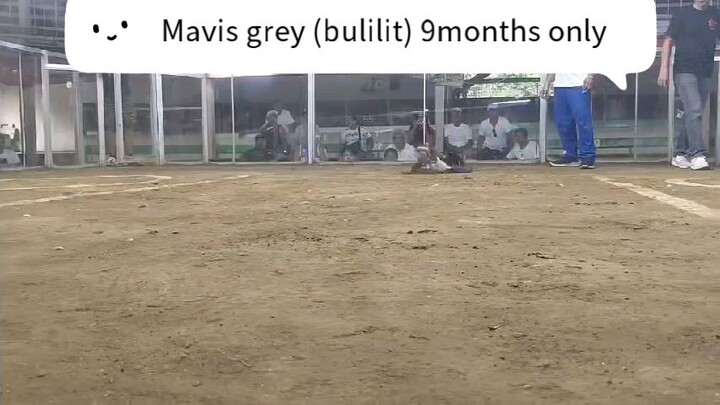 mavis grey (bulilit)