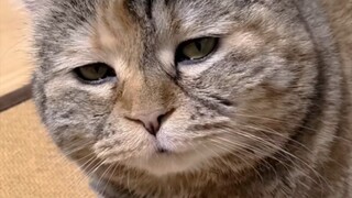 "Don't refuse to feed a cat just because it's fat" - Bang!