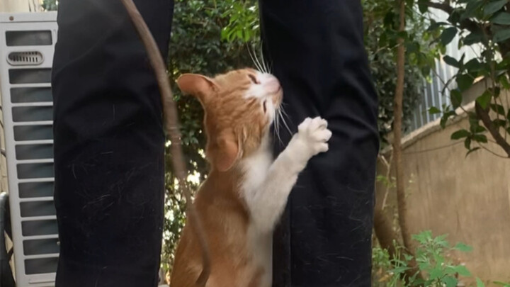 Why do some cats like to be teased with a stick?