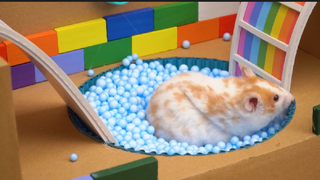 ภารกิจของหนูแฮมสเตอร์ EP 274