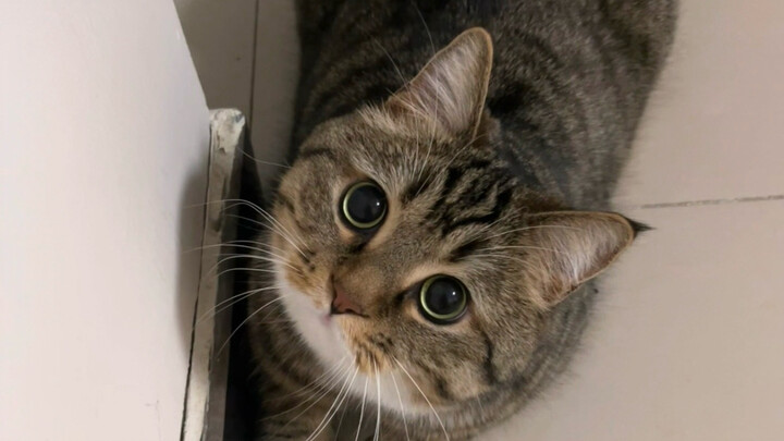 Round-faced beautiful cat