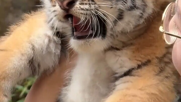 Tại sao sư tử không đáng yêu bằng hổ?