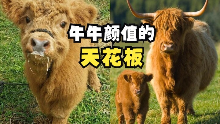 The pinnacle of aesthetic appeal in the cattle industry.