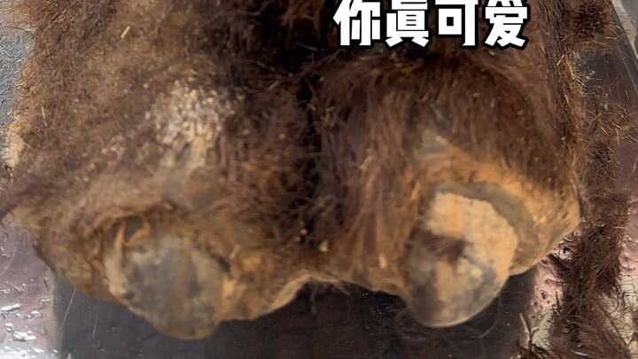 นี่คือวิธีทำอุ้งเท้าอูฐที่หรูหราที่สุดแล้วใช่ไหม?