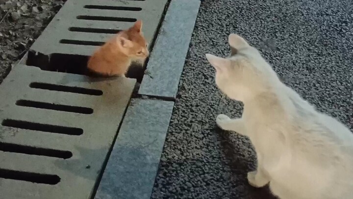 Mischievous Kid vs. Helpless Mom, Haha!