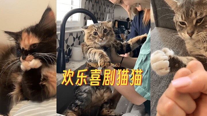 欢乐喜剧猫猫 Pt.62