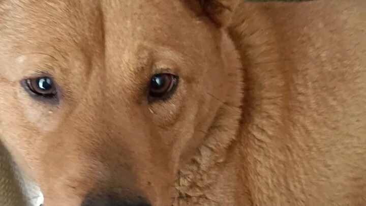 Tại sao nó vừa sinh chó con xong lại nhìn tôi bằng ánh mắt kỳ lạ thế này nhỉ