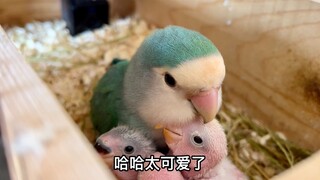 The baby bird hugs its mother tightly, the picture is so cute