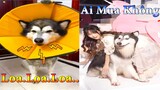 Dương KC | Ngáo Bảo Bảo #4 | chó thông minh đáng yêu | funny cute smart dog pets | Thú Cưng TV
