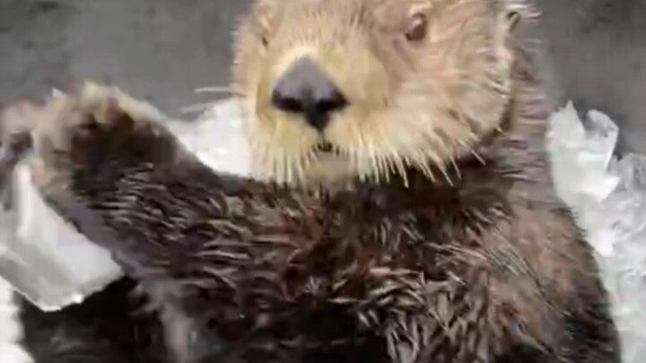 Little Sea Otter Smashes Ice Cubes