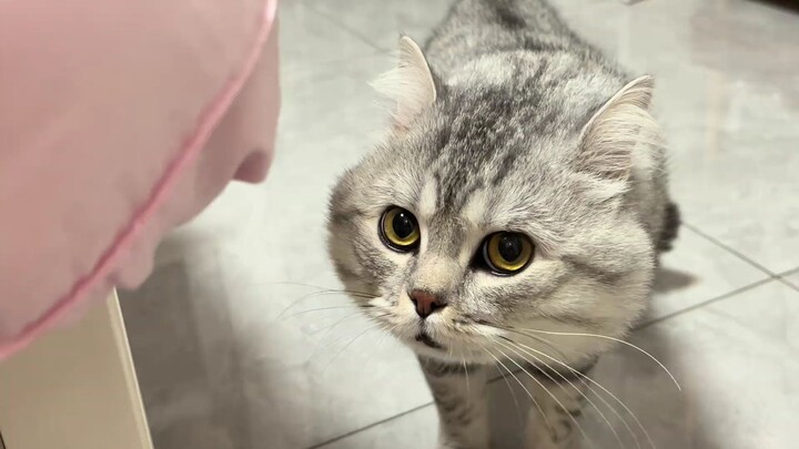 Cat: I’d recognize you even if you turned to ashes, but not with makeup on!