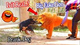 Big Fake Lion vs Real Dogs Prank - Must Watch Best Funny Video Prank Dogs With Big Fake Lion