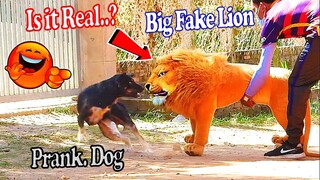 Big Fake Lion vs Real Dogs Prank - Must Watch Best Funny Video Prank Dogs With Big Fake Lion