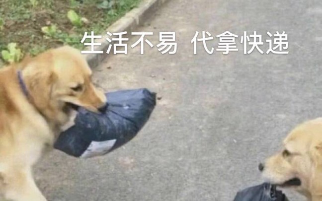 Anjing: Aku sudah berkorban begitu banyak untuk keluarga ini!