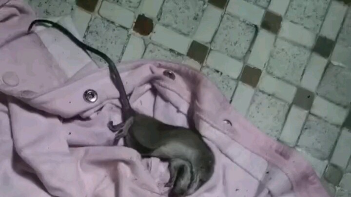 I stupidly tried stepping on it with my foot, only to stomp on the mouse’s tail and get bitten right