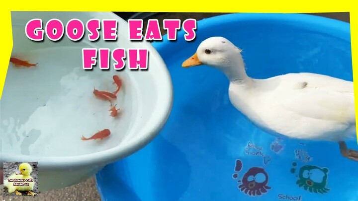 Goose Eats Fish - Goose Cute - Viral Animals  - The Animals Around Us