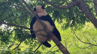 [Hewan] Menyeret panda Fu Bao seberat 76 pon ke rumah