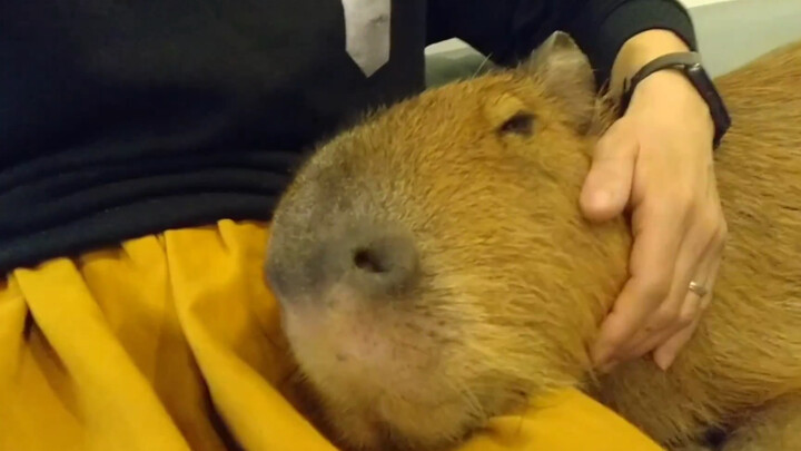 Tutu is super sleepy every day (ᐡっ ̫ •̥⸝⸝ᐡ)