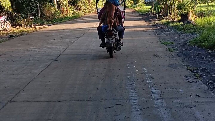 habal habal sa bukid w/ puppy