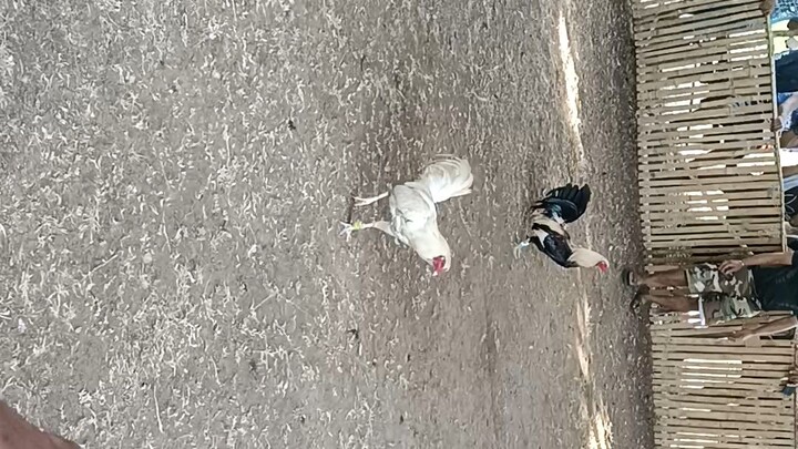 hatch grey vs white loss ang ating manok