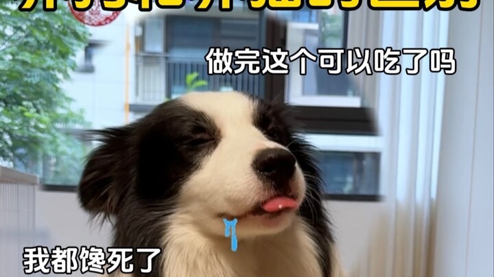 The Difference Between Raising Dogs and Cats