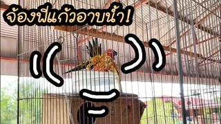 โลกของแสนดี ตอน แสนดีอิจฉาพี่โพธิ์แก้วได้เล่นน้ำไม่โดนแม่ตี