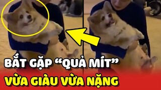 Bắt gặp "QUẢ MÍT" Corgi CHỤC KÍ đeo DÂY CHUYỀN ở Bến Thành 😂 | Yêu Lu