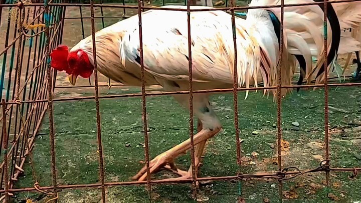 Ready ba Para sa 2hits ULutan..