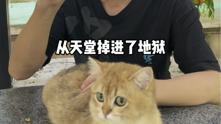 Cats Even More Pitiful Than Stray Cats