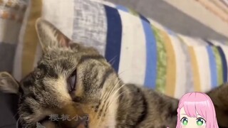 Japanese fairies watch "Those Cats That Can't Be Wake Up!"