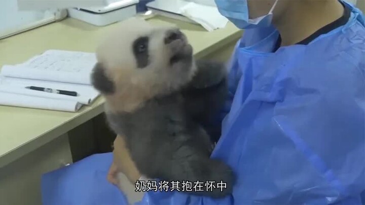 熊猫宝宝有多萌？打架输掉后，去找饲养员姐姐告状，萌翻了！