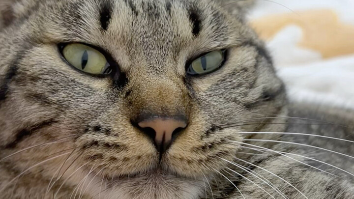 Mèo không hợp nhau, đa phần là do chủ vô đức.