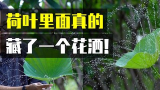 The ancients were not deceiving me, the lotus is really "hollow inside and straight outside, without