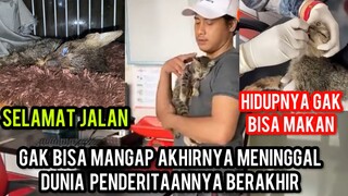 KUCING KANCING YANG GAK BISA MANGAP MENINGGALKAN KITA SEMUA UNTUK SELAMANYA..‼️