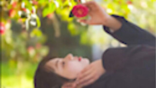 Camellia photography tips, camellia shooting angles, camellia posing for photos