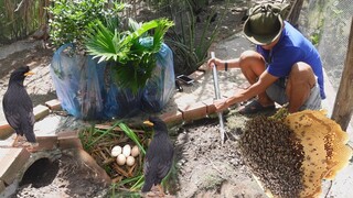 Lụm trứng và nâng cấp AVI - 7 Ân